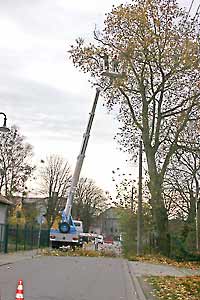 Baumpflege mit Hubbühne (Foto Scheffler)